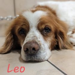 Leo1