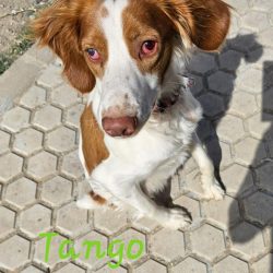 Tango1