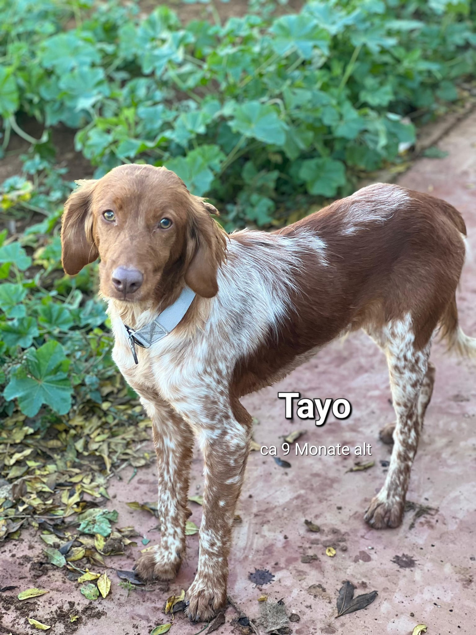 Tayo3