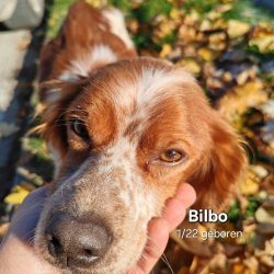 Bilbo