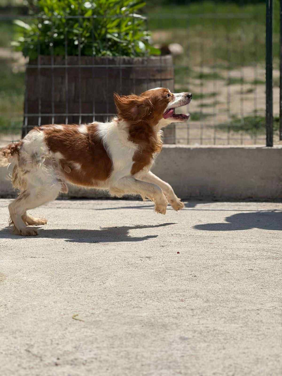 Luki