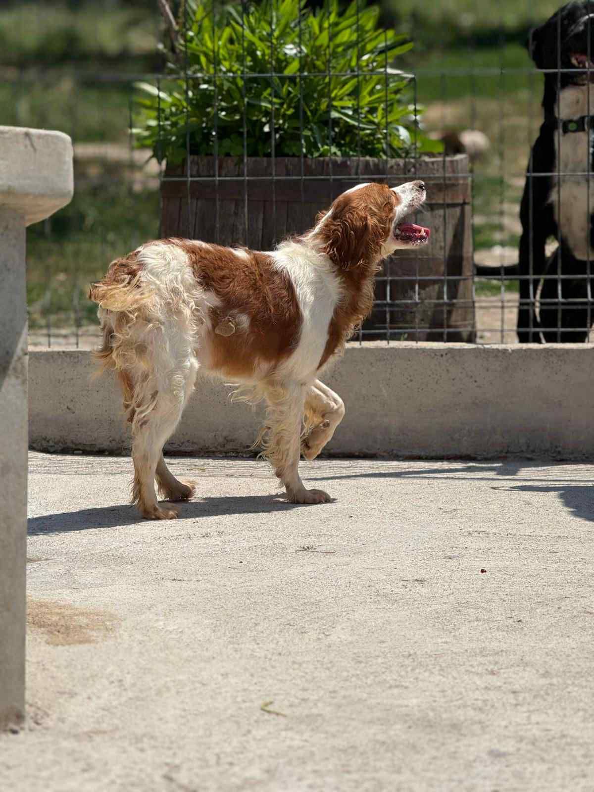 Luki