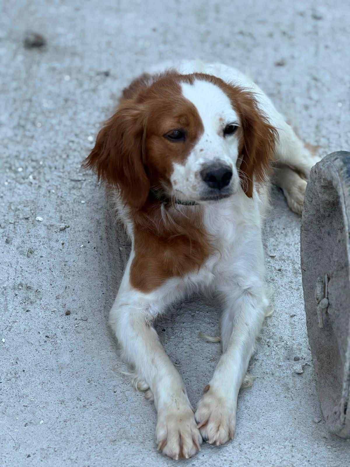 Luki