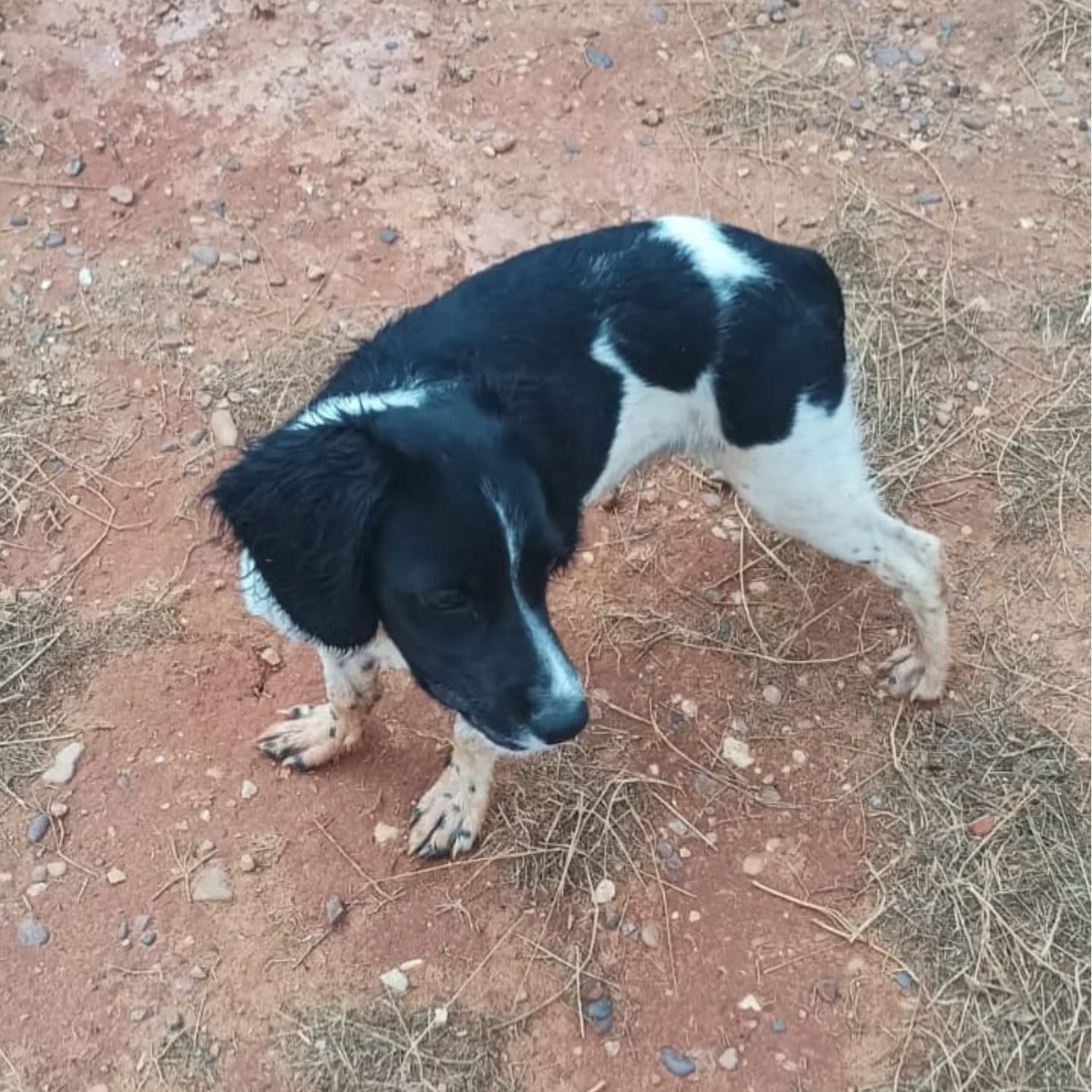 Roscoe Roscoe