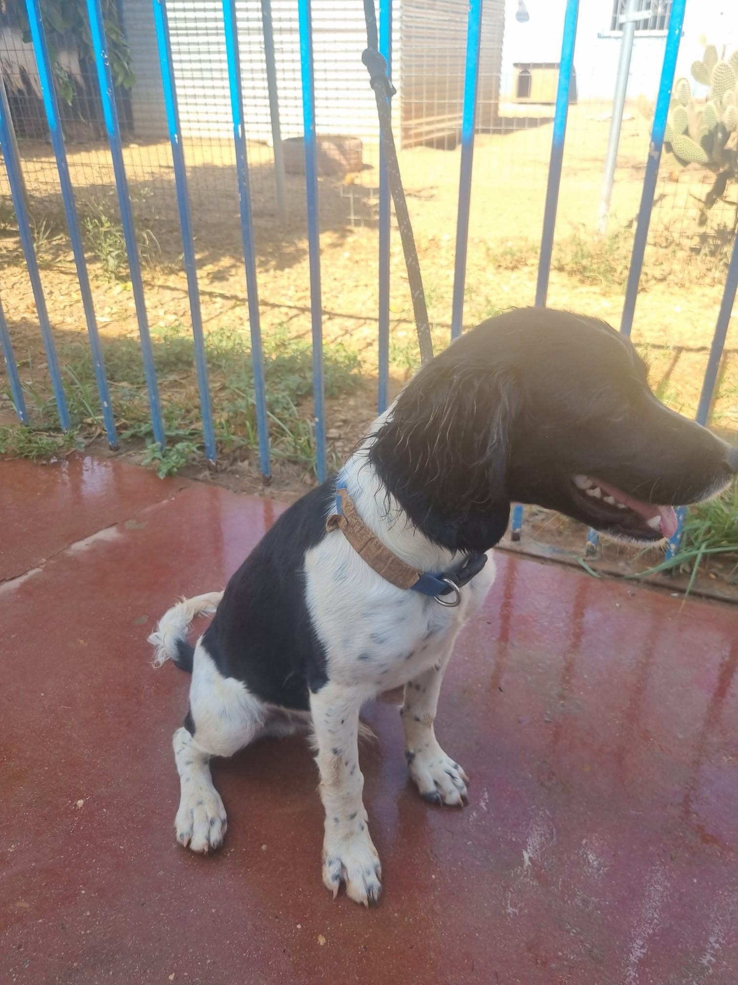 Roscoe1 Roscoe1