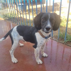 Roscoe